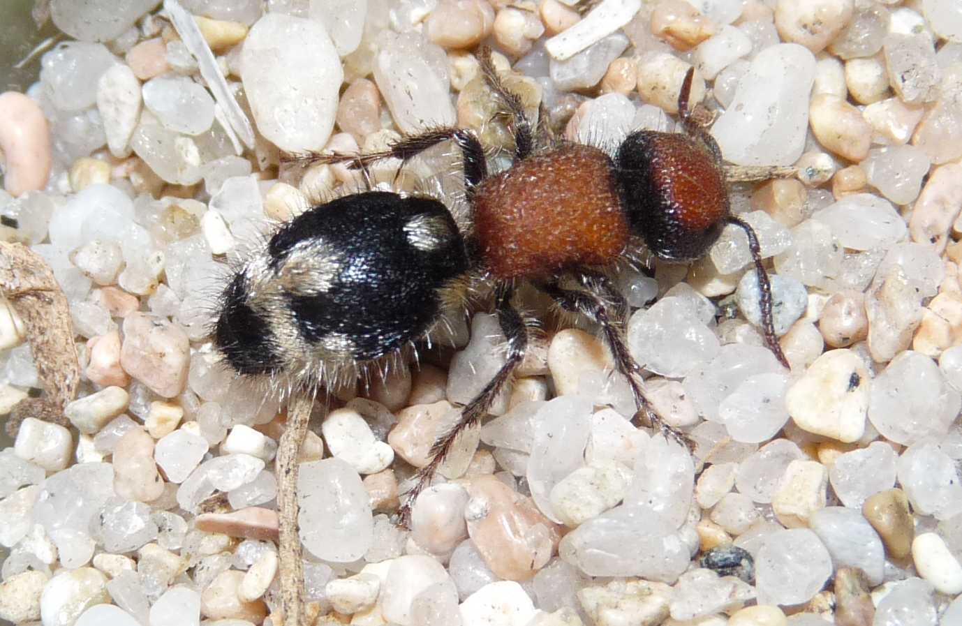Mutillidae da determinare